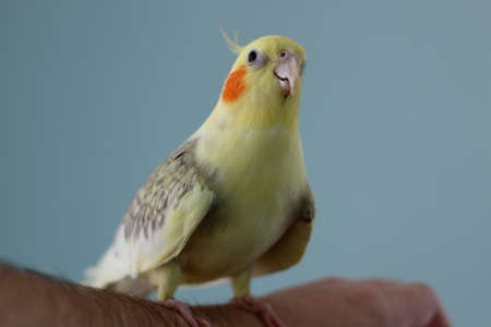 Female cockatiel parrot sits on a handの写真素材