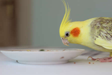 Female cockatiel parrot eats from a plateの写真素材