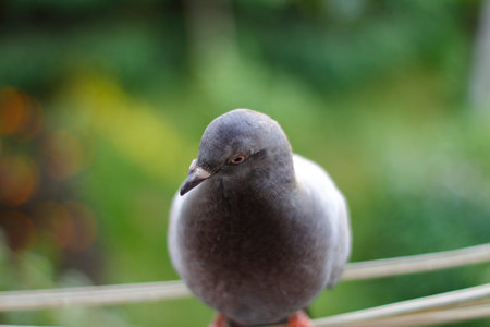 Close-up muzzle of a rock doveの写真素材