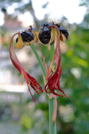 Seeds of plants of the lily familyの写真素材