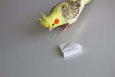 A female parrot biting a chalk