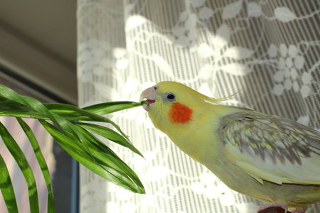 The parrot reaches for the leaves of the flowerpotの写真素材