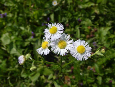 Several white daisies on a background of grass