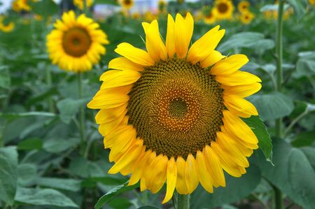 Sunflowerの写真素材