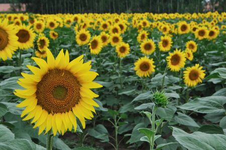 Sunflowerの写真素材