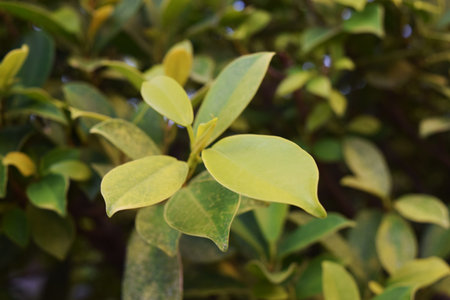 Leaf background and texture