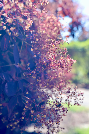 Close-up of small pink flowers in bloom on a bush in soft sunlight