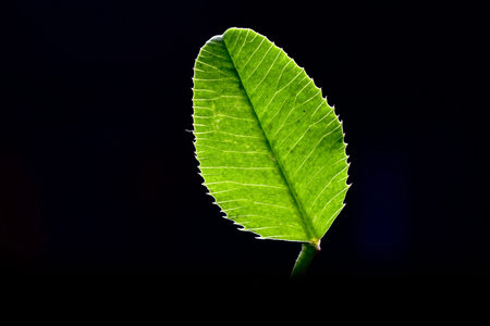 Green leaf isolated on black background with copy space for text or design