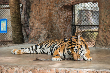 Tiger sleeping on the groundの写真素材