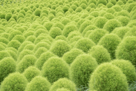 Kochia, bassia scoparia field in center focusの写真素材