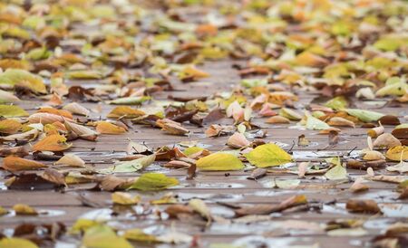 Central Focus of fallen leafs on the wooden footwayの写真素材