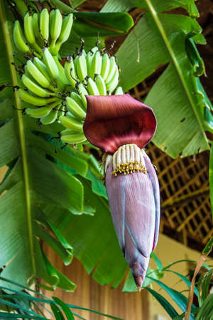 Banana Flowerの写真素材