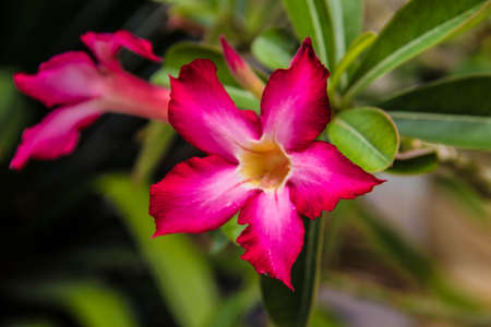 The beautiful Desert Roseの写真素材