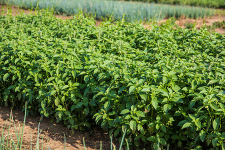 Basil Plantationの写真素材