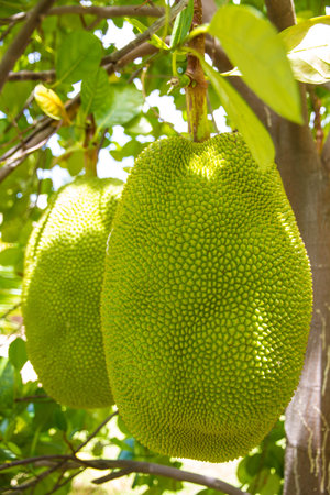 Jack Fruit