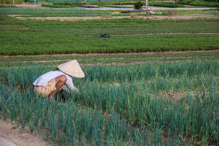 Farmer in the fieldsの写真素材
