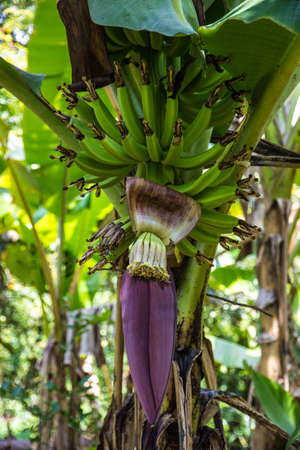 Banana Flowerの写真素材