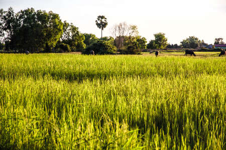 Sunset at the Rice paddy fieldの写真素材
