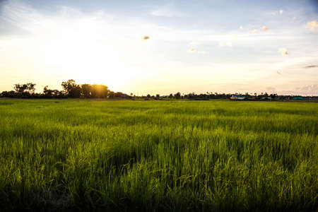 Sunset at the Rice paddy fieldの写真素材
