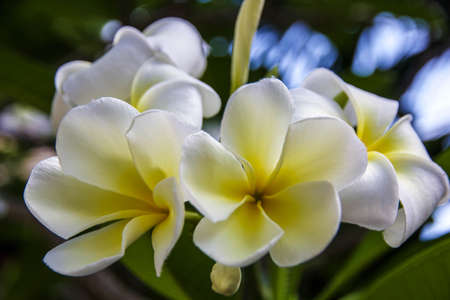 Beautiful Frangipani Flower in the Sunの写真素材
