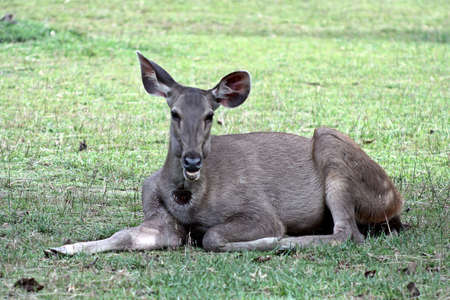 deerの写真素材