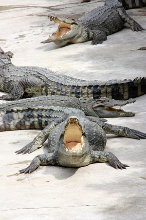 Crocodile