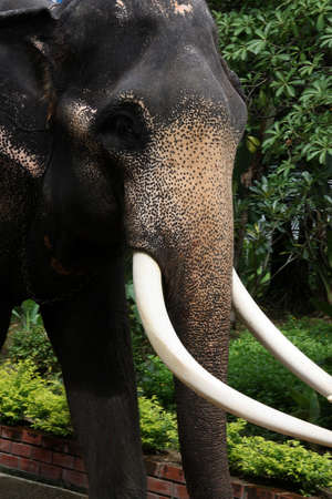 ELEPHENTの写真素材