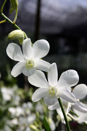 orchid flowerの写真素材