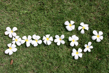 Leelawadee flowerの写真素材