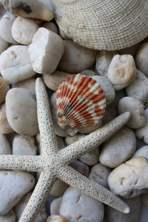starfish