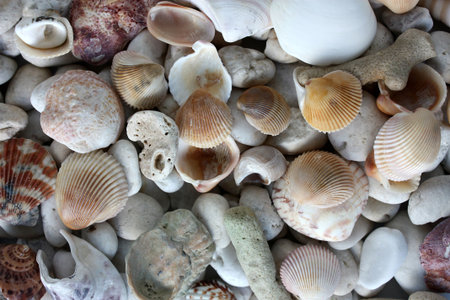 shell