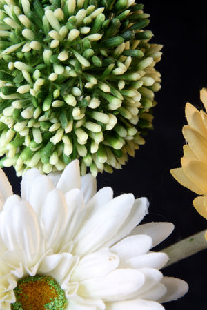 flowerの写真素材