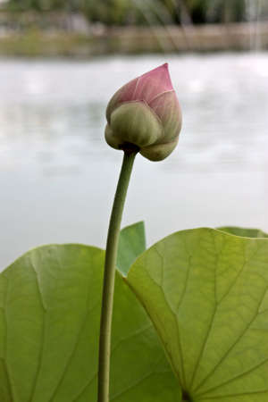 lotusの写真素材