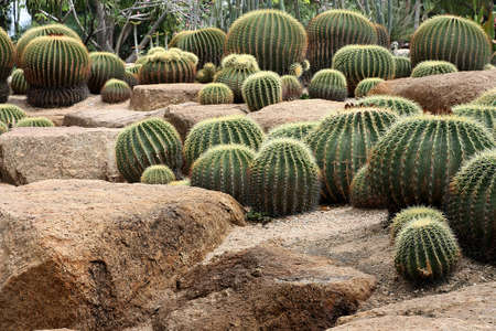 Cactus gardenの写真素材