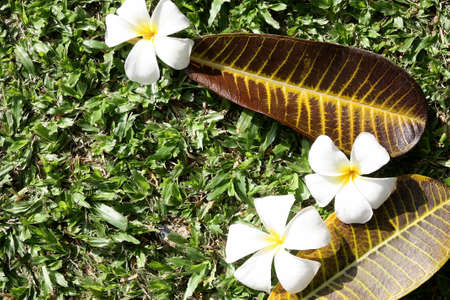 leelawadee flower and Leavesの写真素材