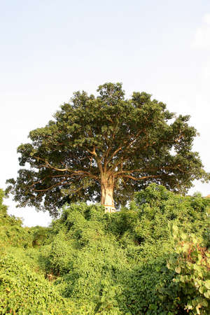 big tree in the forestの写真素材