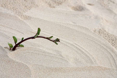 Morning glory on sand の写真素材