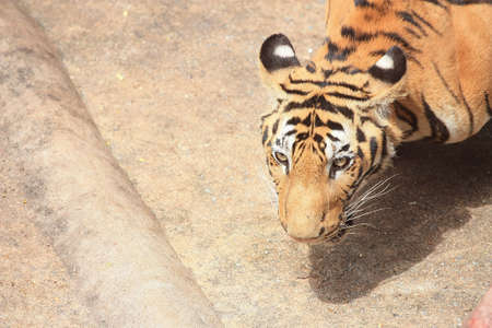 Royal bengal Tigerの写真素材