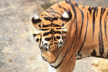 Royal bengal Tigerの写真素材