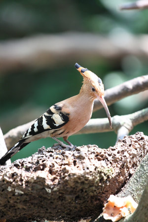 Upupa epops  Common Hoopoe 