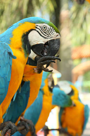 macaw bird sitting on the perchの写真素材