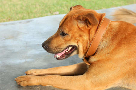Dog Ridgeback の写真素材