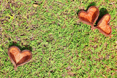 The bark of the rubber tree heart shape on the grass の写真素材