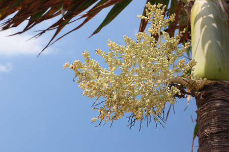 plam treeの写真素材