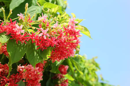 Rangoon Creeper の写真素材