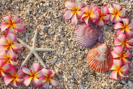 starfish and leelawadee flower with shell on Shell scrap and sand の写真素材