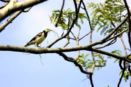Black-collared Starlingの写真素材