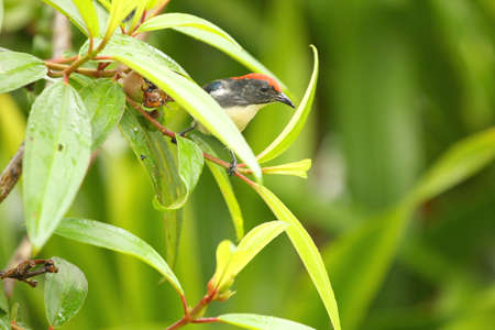 Warbler red head  on the treeの写真素材