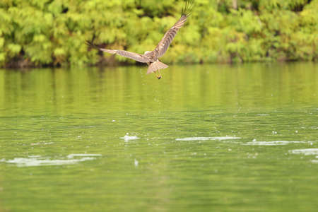 Hawk hunting in the lake  の写真素材