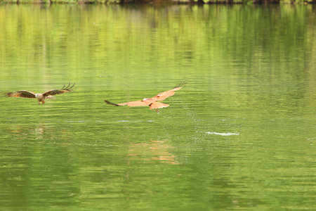 Hawk hunting in the lake  の写真素材